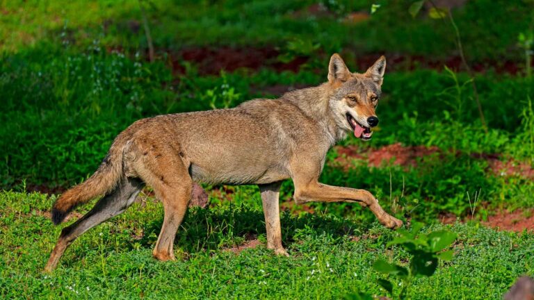 Wolf Introduction Indian Grey wolf - Amoghavarsha IAS Academy